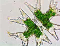 Micrasterias mahabuleshwarensis