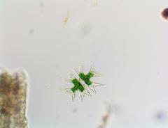 Micrasterias mahabuleshwarensis
