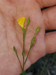 Linum sulcatum