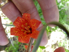 Fritillaria recurva