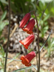 Fritillaria recurva
