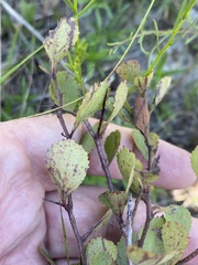 Crataegus munda