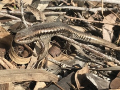 Concinnia tenuis