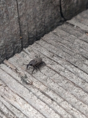 Sphenophorus parvulus