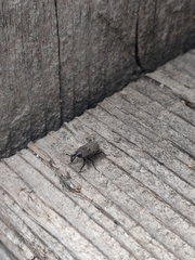 Sphenophorus parvulus