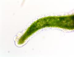 Hydra viridissima