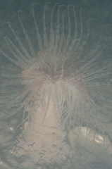 Image of Pachycerianthus borealis