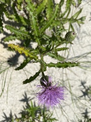 Cirsium repandum