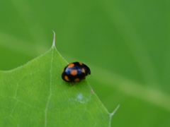 Brachiacantha ursina