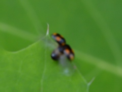Brachiacantha ursina