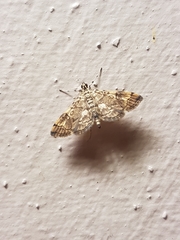 Steniini