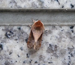 Gonoclostera timoniorum