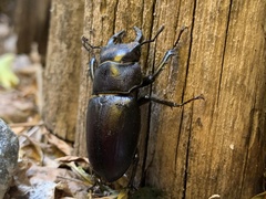 Lucanus mazama