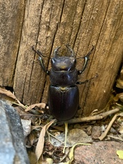 Lucanus mazama