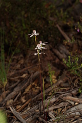 Caladenia moschata