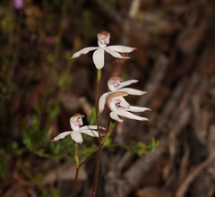 Caladenia moschata