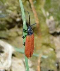 Macrolygistopterus rubripennis