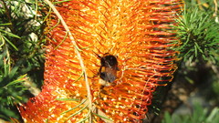 Banksia ericifolia