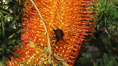 Banksia ericifolia