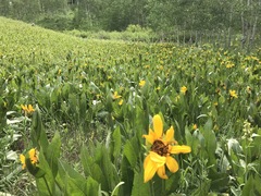 Wyethia amplexicaulis