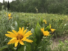 Wyethia amplexicaulis