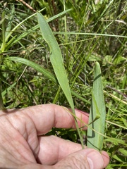 Cleistesiopsis divaricata