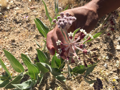 Asclepias vestita