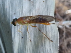 Ptecticus trivittatus