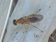 Ptecticus trivittatus