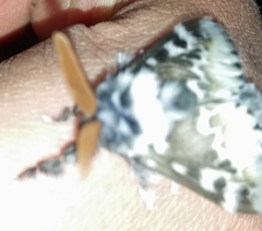 Podalia pedacia