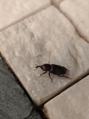 Orthognathus subparallelus