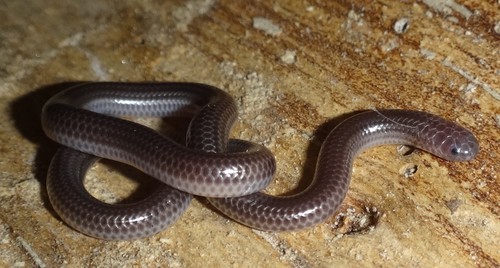 Big-scaled Blind Snake