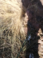 Argiope argentata