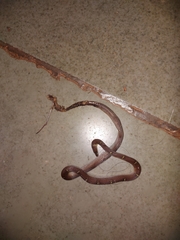 Lycodon anamallensis