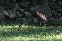 Meleagris gallopavo