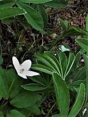 Anemonoides trifolia