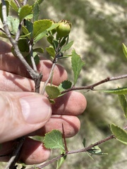 Crataegus munda