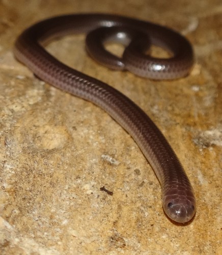 Big-scaled Blind Snake