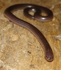 Trilepida macrolepis