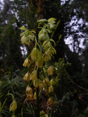 Epidendrum mesomicron