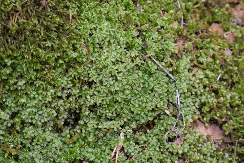 Image of Rhizomnium nudum by no rights reserved