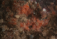 Hymedesmia canadensis