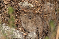Galea musteloides