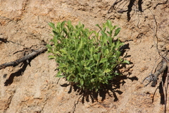 Hazardia squarrosa grindelioides