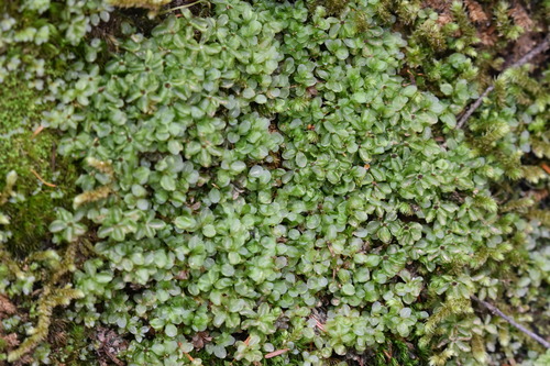 Image of Rhizomnium nudum by no rights reserved