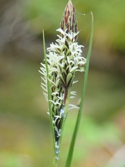 Carex pluriflora