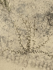 Stylisma patens patens