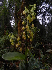 Epidendrum mesomicron