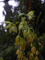 Epidendrum mesomicron