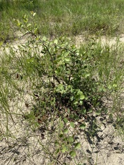 Crataegus munda